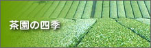 霧山茶業組合/茶園の四季