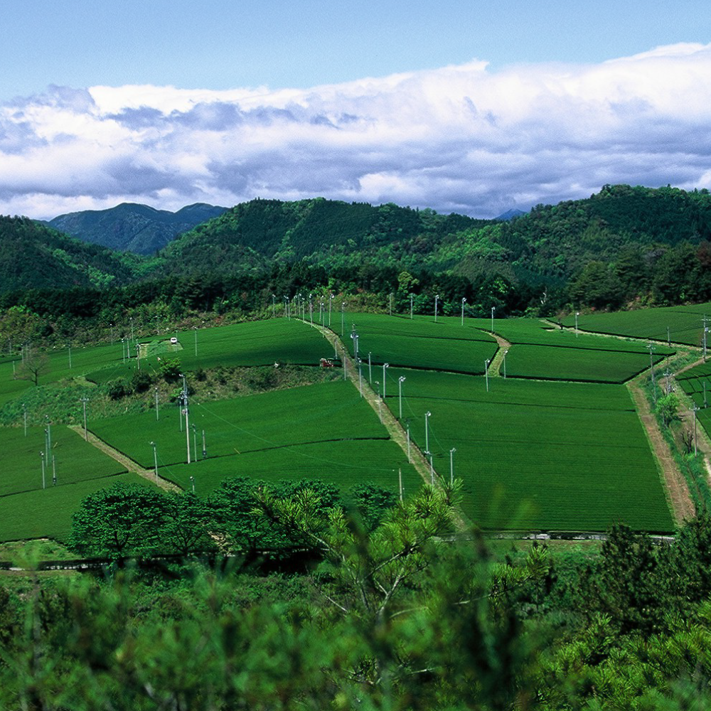 株式会社 霧山茶園